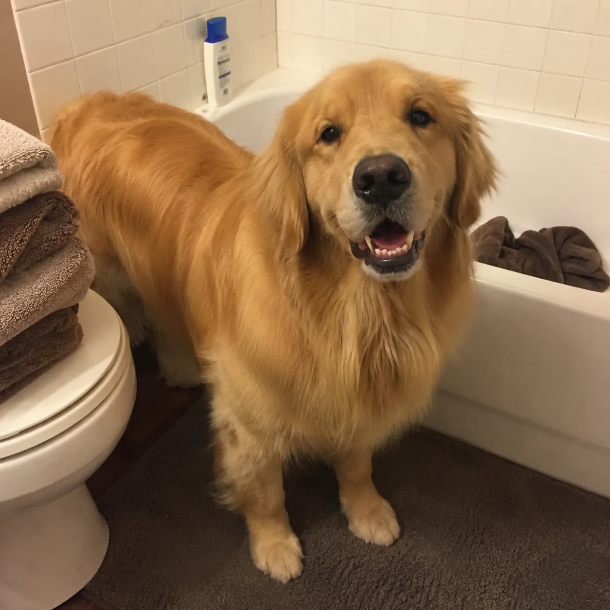 Clean dry golden retriever beside the bathtub