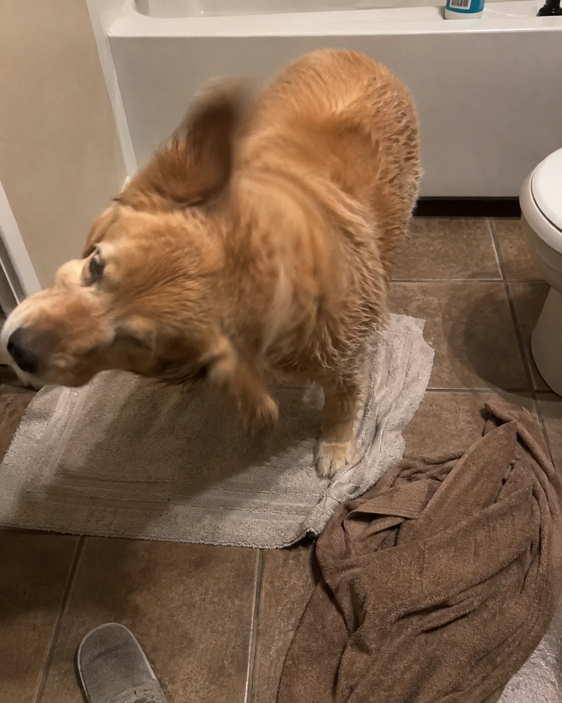 Golden retriever after a wash