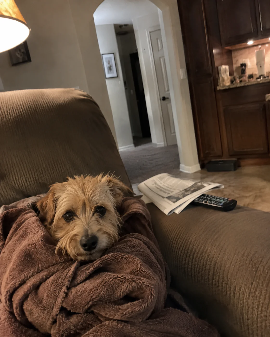 Small dog wrapped in a towel